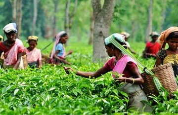 Bus-Tempo-Booking-Tour-Packages-From-North-East-India-Tours